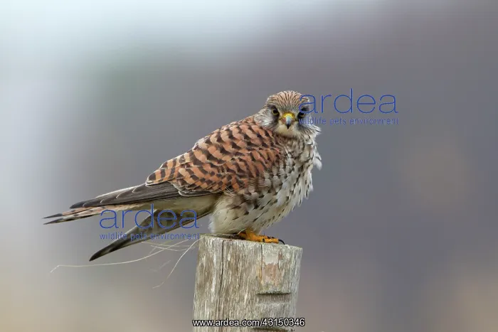 : Common Kestrel : Common Kestrel