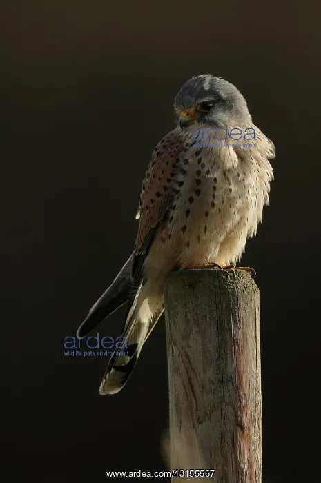 : Common Kestrel : Common Kestrel