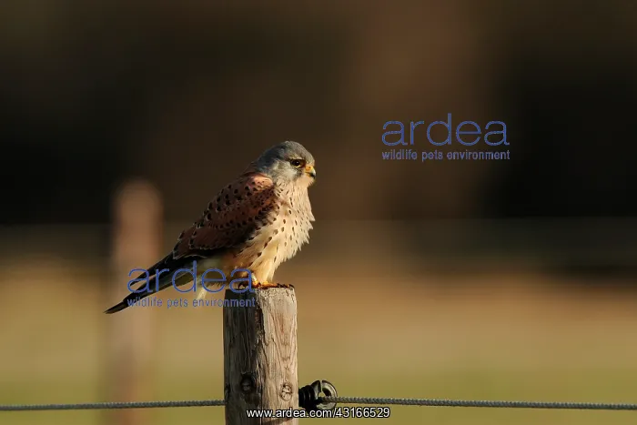 : Common Kestrel : Common Kestrel