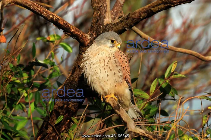 : Common Kestrel : Common Kestrel