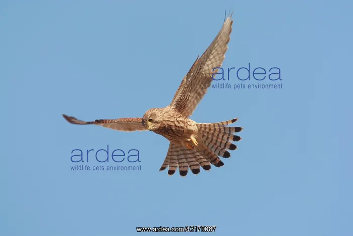  : Common Kestrel
