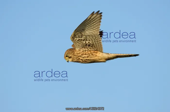 : Common Kestrel : Common Kestrel