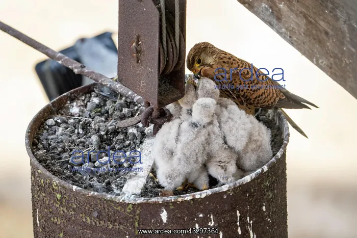 : Common kestrel (Falco tinnunculus), adult bird feeding : Common kestrel (Falco tinnunculus), adult bird feeding