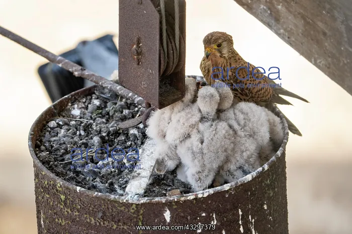 : Common kestrel (Falco tinnunculus), adult bird : Common kestrel (Falco tinnunculus), adult bird