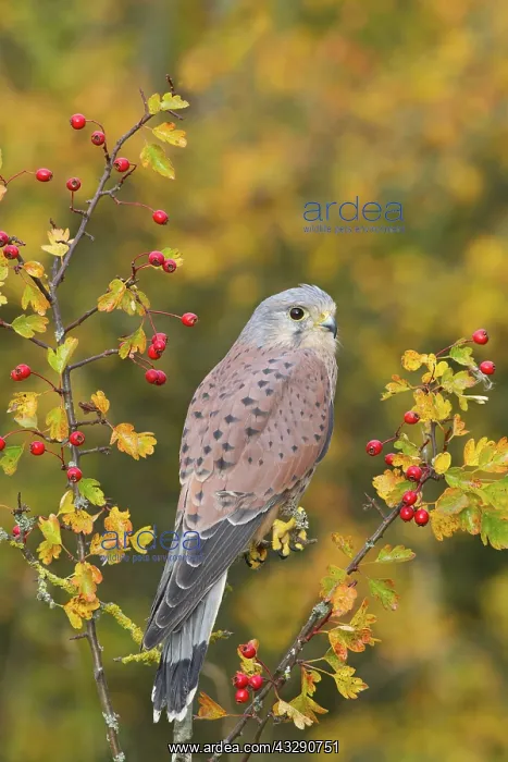 : Common Kestrel (Falco tinnunculus) adult male, perched : Common Kestrel (Falco tinnunculus) adult male, perched