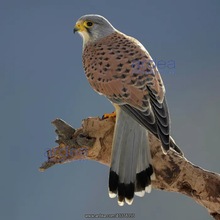  : Common kestrel (Falco tinnunculus), adult male on