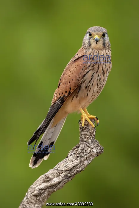 : Common kestrel (Falco tinnunculus), adult male : Common kestrel (Falco tinnunculus), adult male