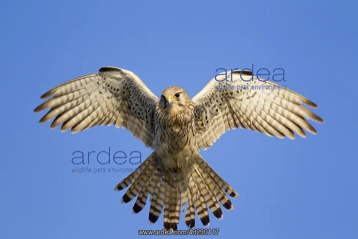 : Common kestrel (Falco tinnunculus) female hover : Common kestrel (Falco tinnunculus) female hover