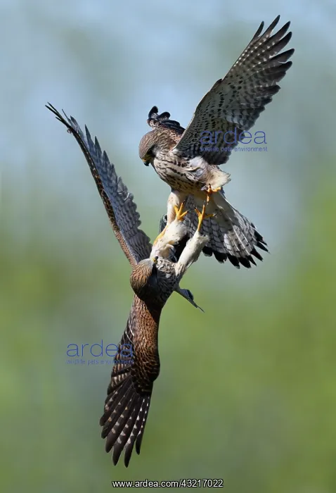 : Common Kestrel (Falco tinnunculus) females fighting : Common Kestrel (Falco tinnunculus) females fighting