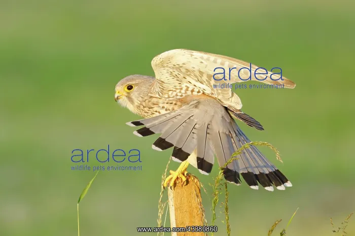 : Common kestrel (Falco tinnunculus) grooming its : Common kestrel (Falco tinnunculus) grooming its