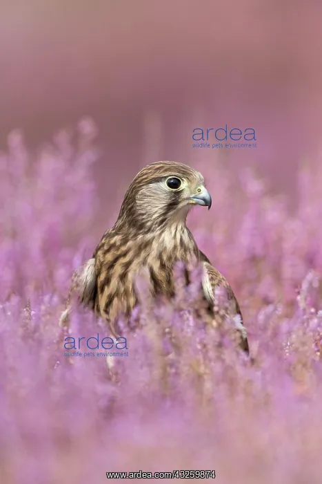 : Common kestrel (Falco tinnunculus) immature, sitting : Common kestrel (Falco tinnunculus) immature, sitting