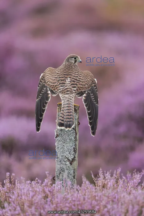 : Common kestrel (Falco tinnunculus) immature, perched : Common kestrel (Falco tinnunculus) immature, perched
