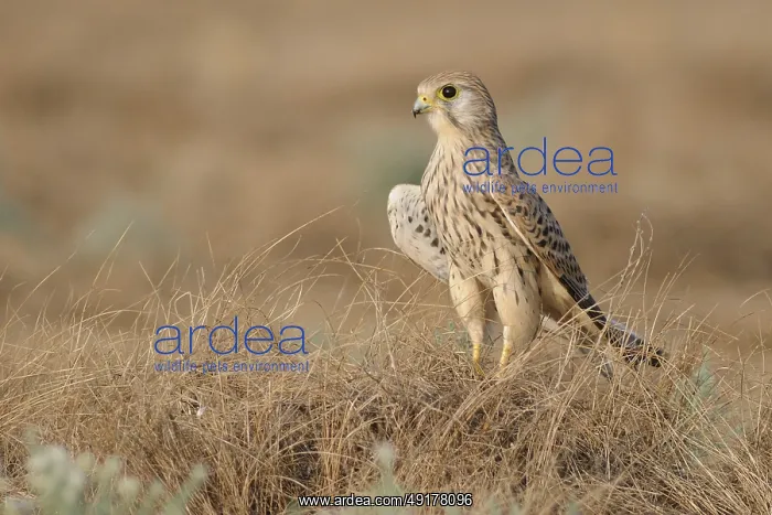 : Common Kestrel (Falco tinnunculus), India : Common Kestrel (Falco tinnunculus), India