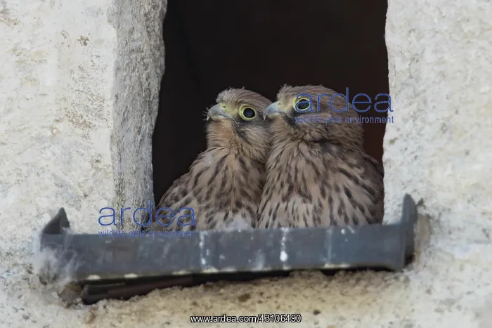 : Common kestrel (Falco tinnunculus), juveniles : Common kestrel (Falco tinnunculus), juveniles