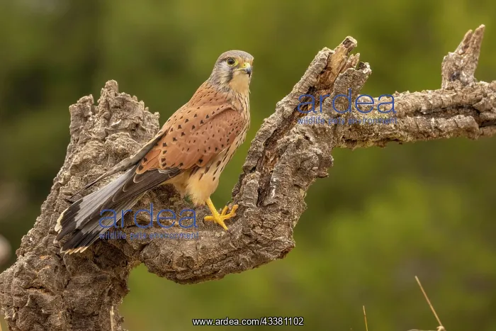 : Common kestrel (Falco tinnunculus) male on branch : Common kestrel (Falco tinnunculus) male on branch