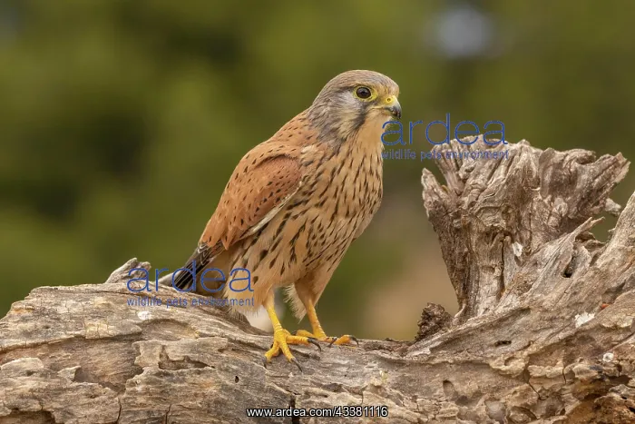 : Common kestrel (Falco tinnunculus) male on branch : Common kestrel (Falco tinnunculus) male on branch