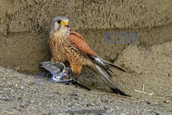 : Common Kestrel (Falco tinnunculus) male, catchin : Common Kestrel (Falco tinnunculus) male, catchin