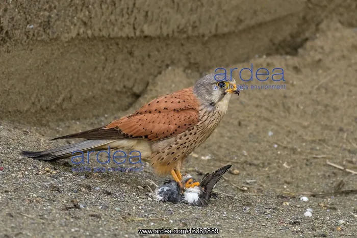 : Common Kestrel (Falco tinnunculus) male, eating : Common Kestrel (Falco tinnunculus) male, eating