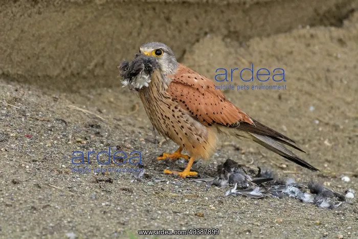 : Common Kestrel (Falco tinnunculus) male, eating : Common Kestrel (Falco tinnunculus) male, eating