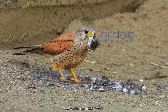: Common Kestrel (Falco tinnunculus) male, eating : Common Kestrel (Falco tinnunculus) male, eating