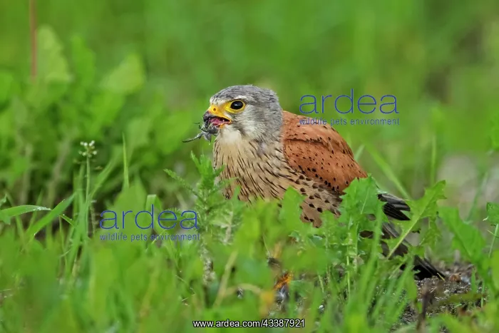 : Common Kestrel (Falco tinnunculus) male, eating : Common Kestrel (Falco tinnunculus) male, eating