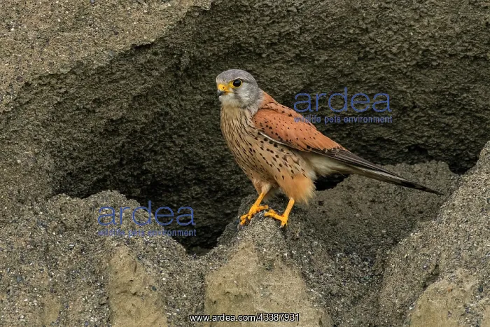 : Common Kestrel (Falco tinnunculus) male, trying