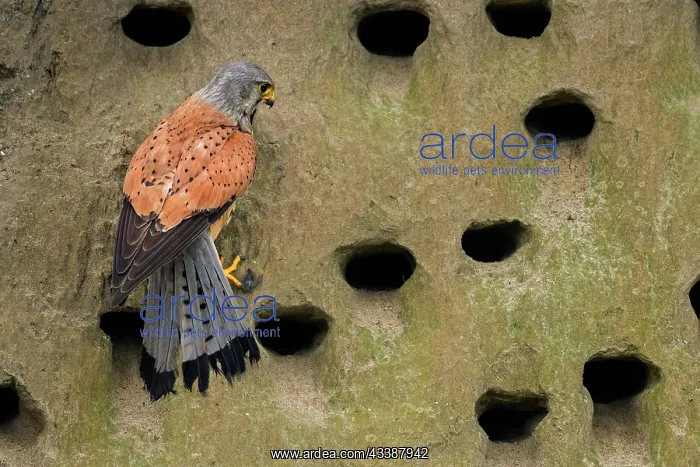  : Common Kestrel (Falco tinnunculus) male, trying