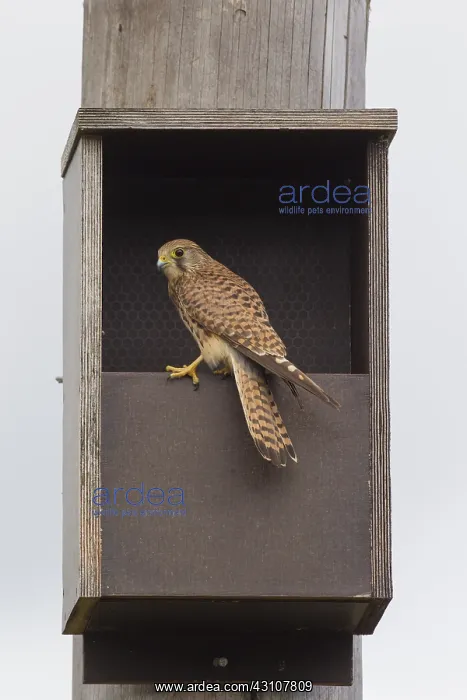 : Common Kestrel - female at the nesting box - Sweden : Common Kestrel - female at the nesting box - Sweden