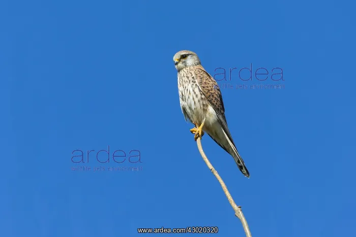 : Common Kestrel - female perched on branch, North : Common Kestrel - female perched on branch, North