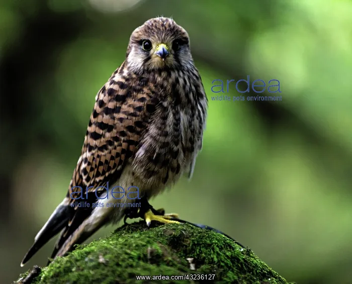  : Common Kestrel juvenile on rock