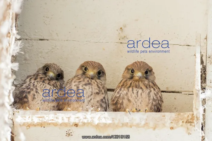 : Three Common kestrels (Falco tinnunculus), young : Three Common kestrels (Falco tinnunculus), young