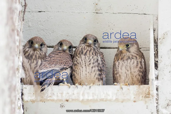 : Four Common kestrels (Falco tinnunculus), young : Four Common kestrels (Falco tinnunculus), young