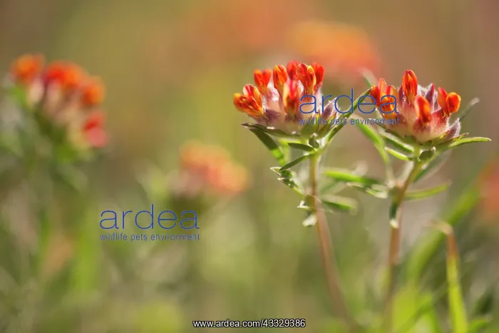 : Common Kidneyvetch : Common Kidneyvetch