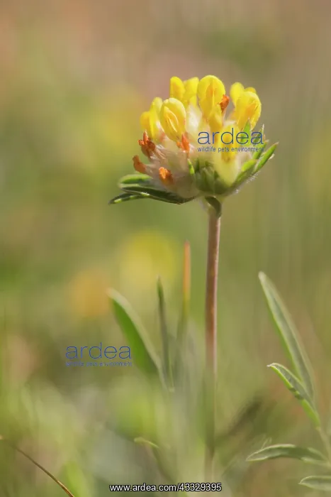 : Common Kidneyvetch : Common Kidneyvetch