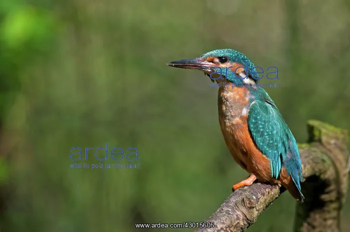  : Common Kingfisher
