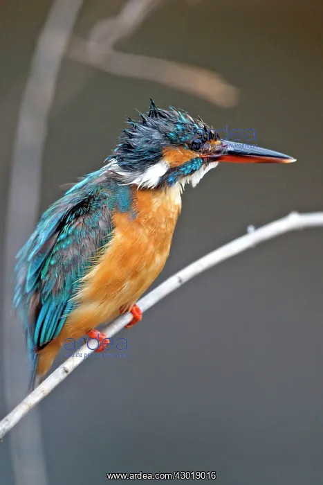 : Common Kingfisher : Common Kingfisher