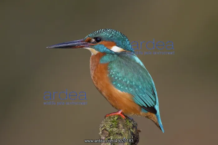  : Common Kingfisher