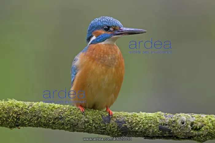  : Common Kingfisher