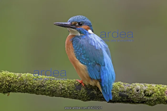 : Common Kingfisher