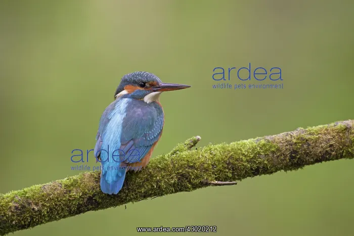  : Common Kingfisher