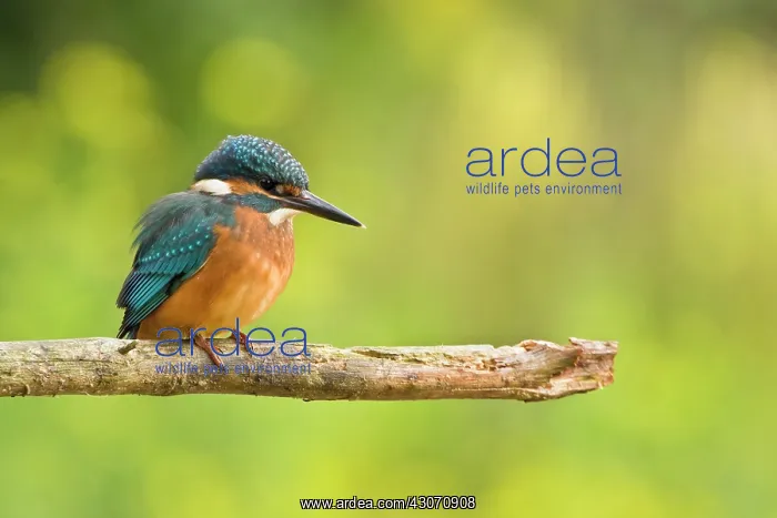 : Common Kingfisher : Common Kingfisher