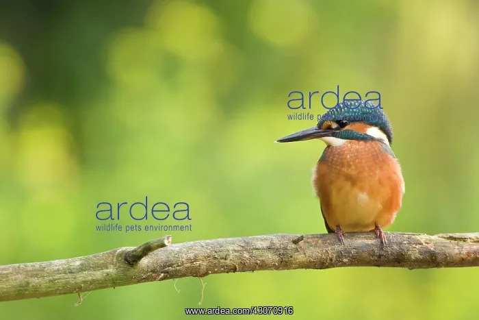 : Common Kingfisher : Common Kingfisher