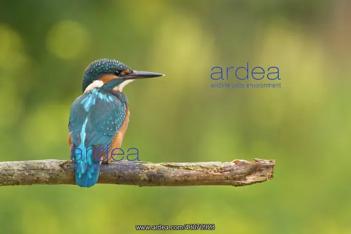 : Common Kingfisher : Common Kingfisher
