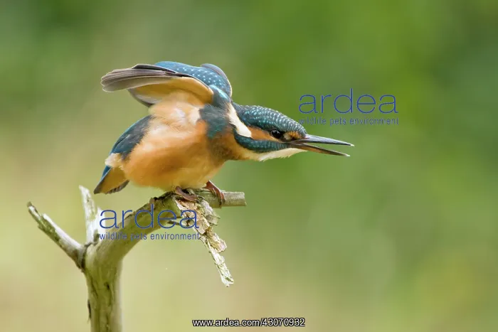  : Common Kingfisher