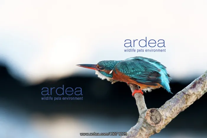 : Common Kingfisher : Common Kingfisher