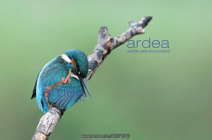 : Common Kingfisher : Common Kingfisher