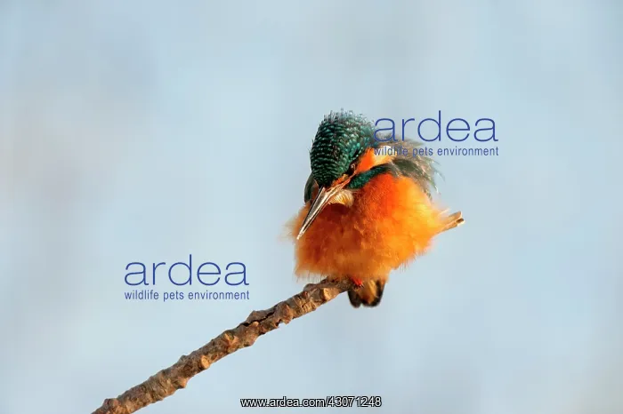 : Common Kingfisher : Common Kingfisher