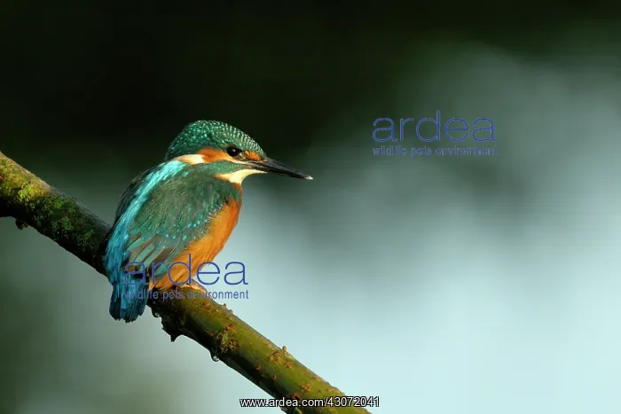 : Common Kingfisher : Common Kingfisher