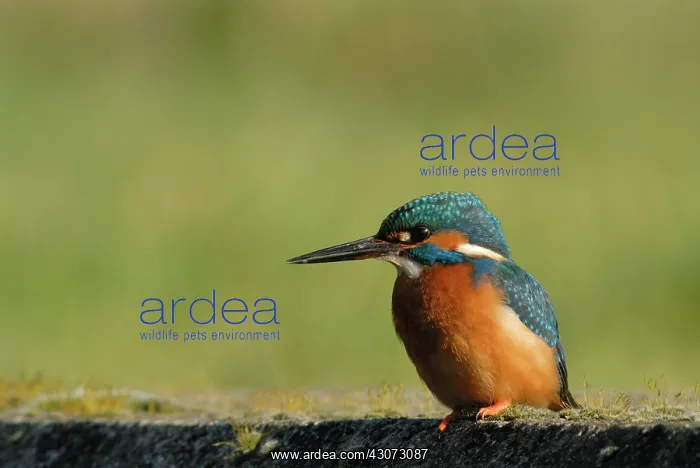 : Common Kingfisher : Common Kingfisher