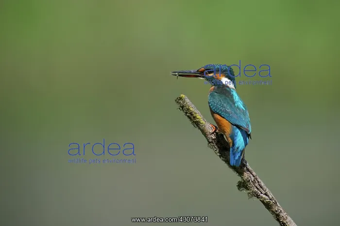 : Common Kingfisher : Common Kingfisher